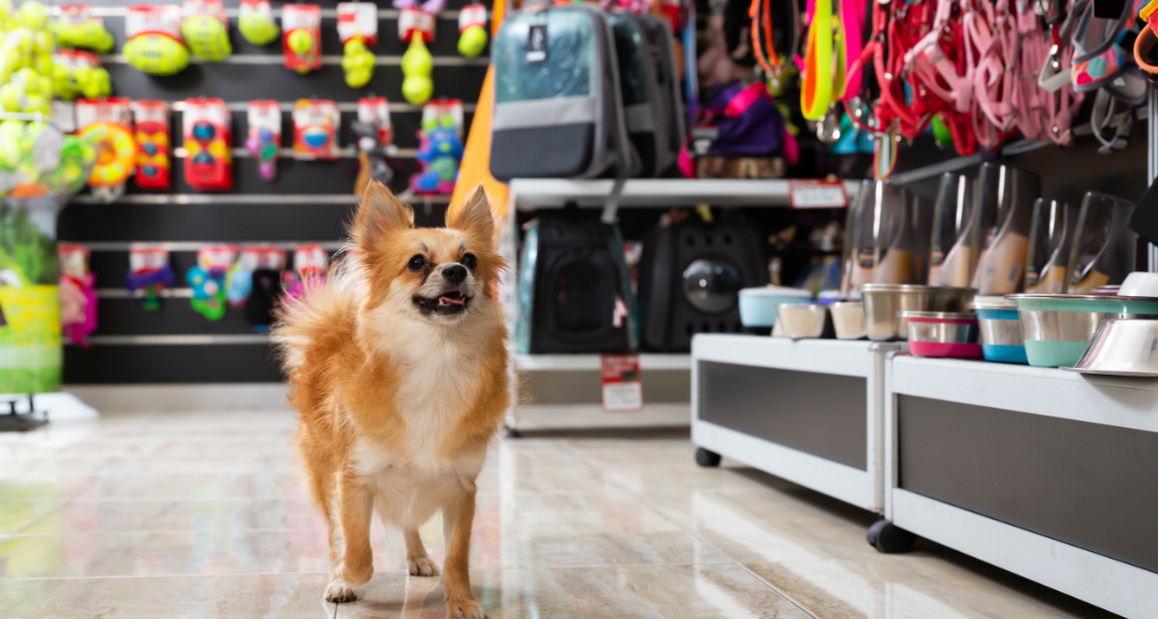  宠物用品批发商的数字化转型之路：管理软件助力平台搭建与业务优化